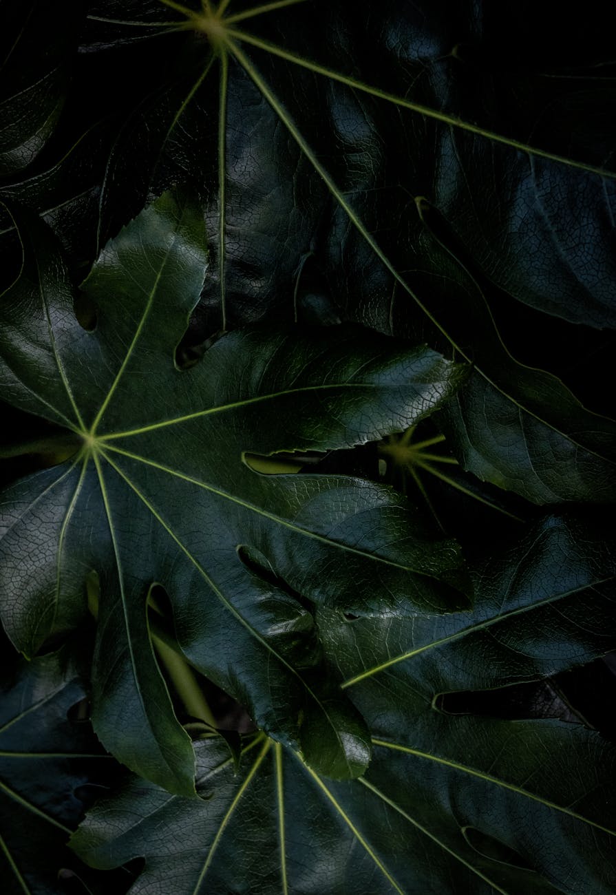 a close up shot of a paperplant